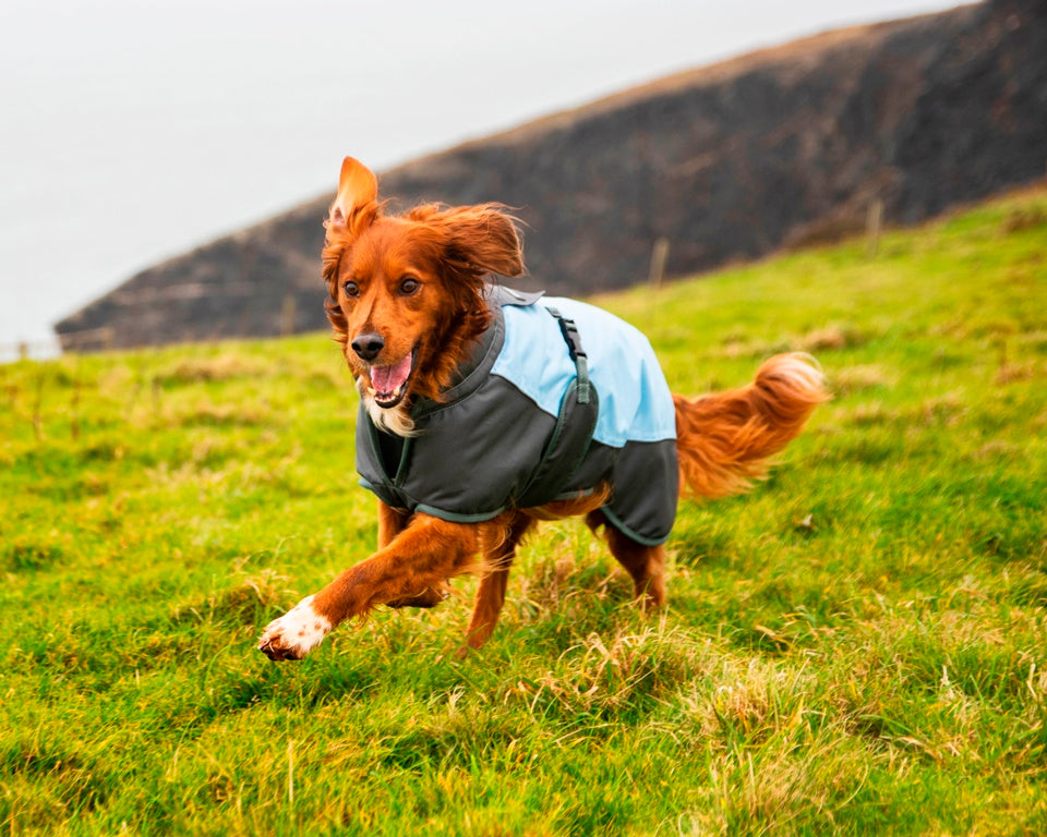 Waterproof Dog Coat