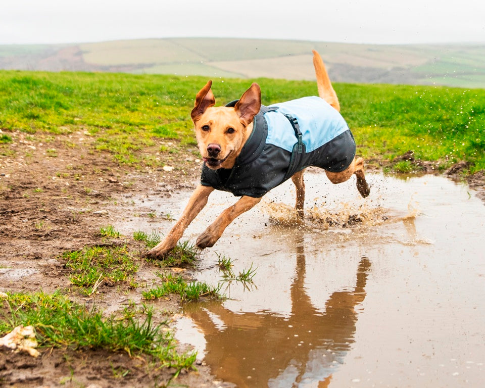 Henry Wag Waterproof Dog Coat Large 55cm