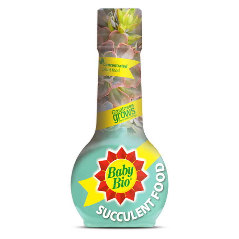 Succulent Plant Feed