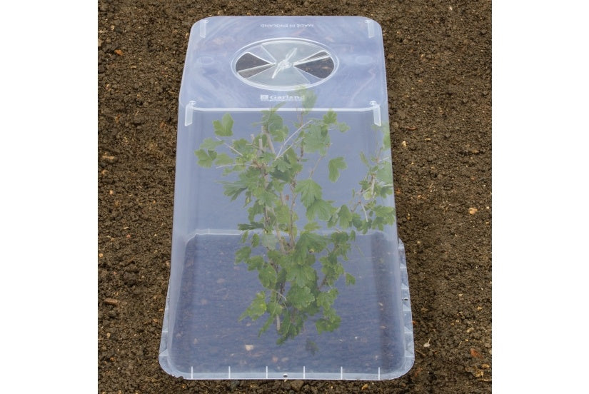 Square Cloche Cover