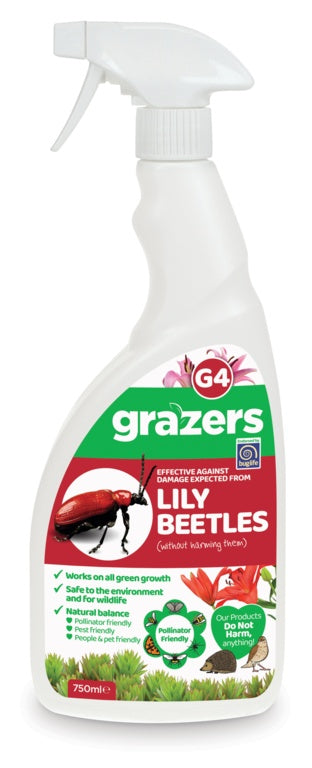 G4 Lily Beetles