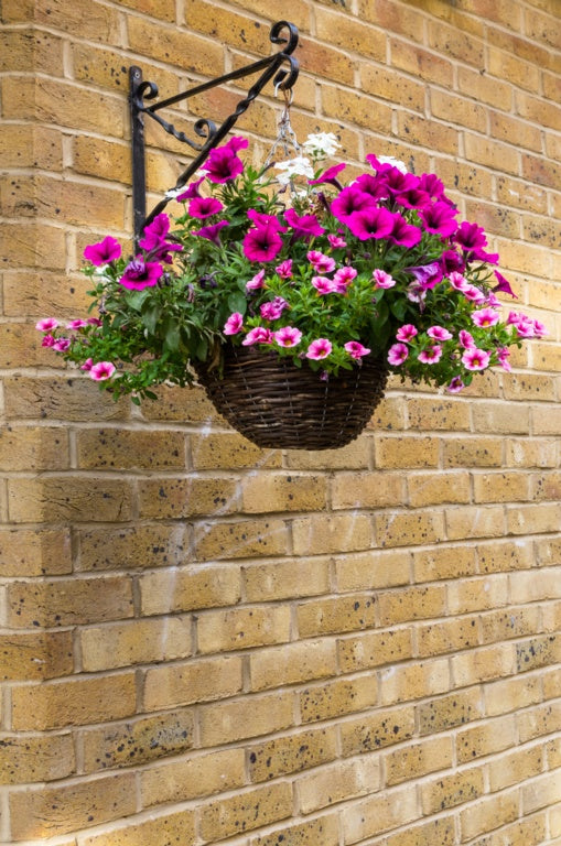 Ambassador Willow Hanging Basket 16"