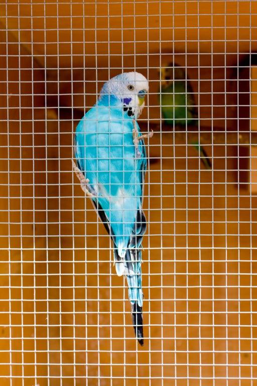 Ambassador Cage & Aviary Welded Panel 0.6x0.9m Mesh size: 13 x 25mm