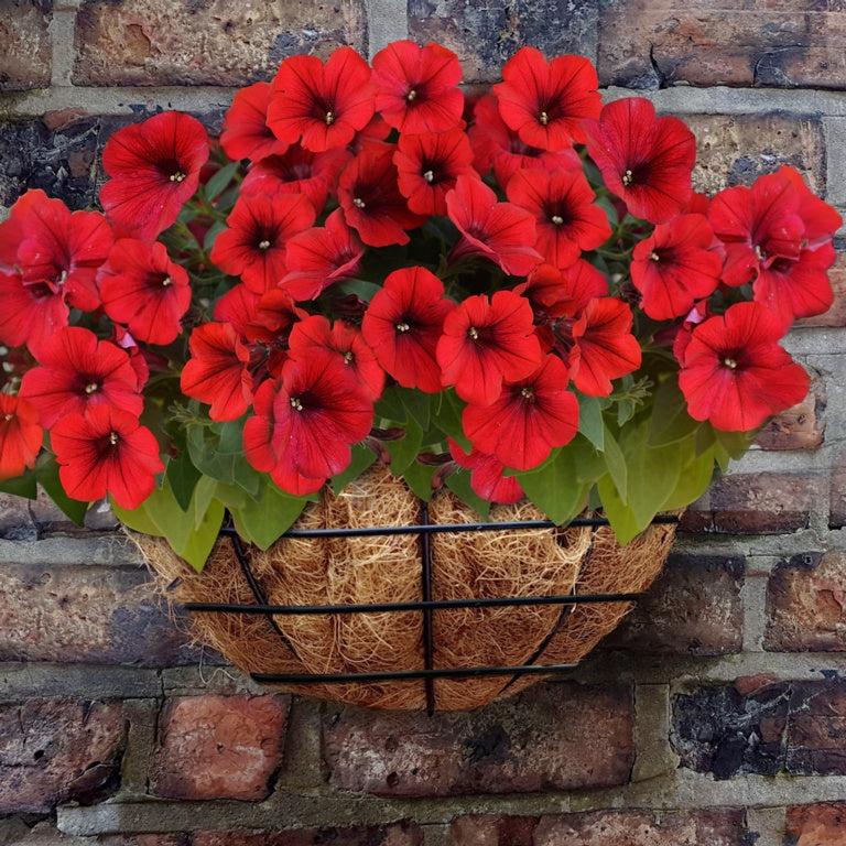 Ambassador Wire Wall Basket 14"