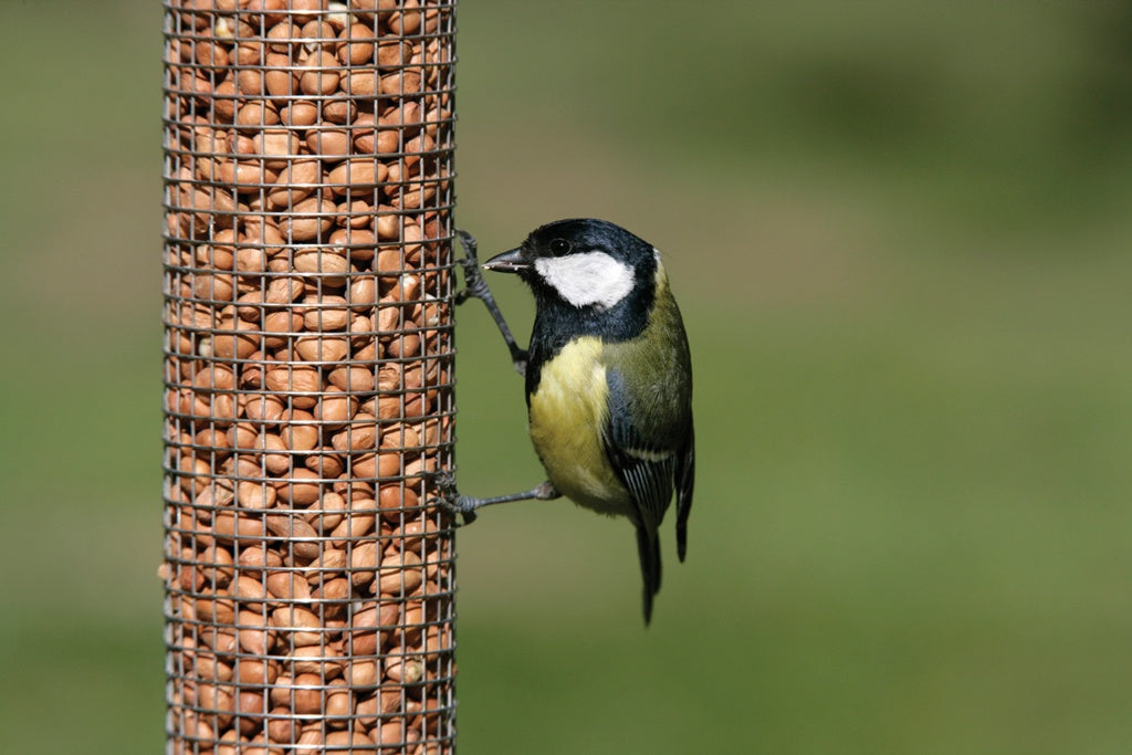 Rspb Peanuts