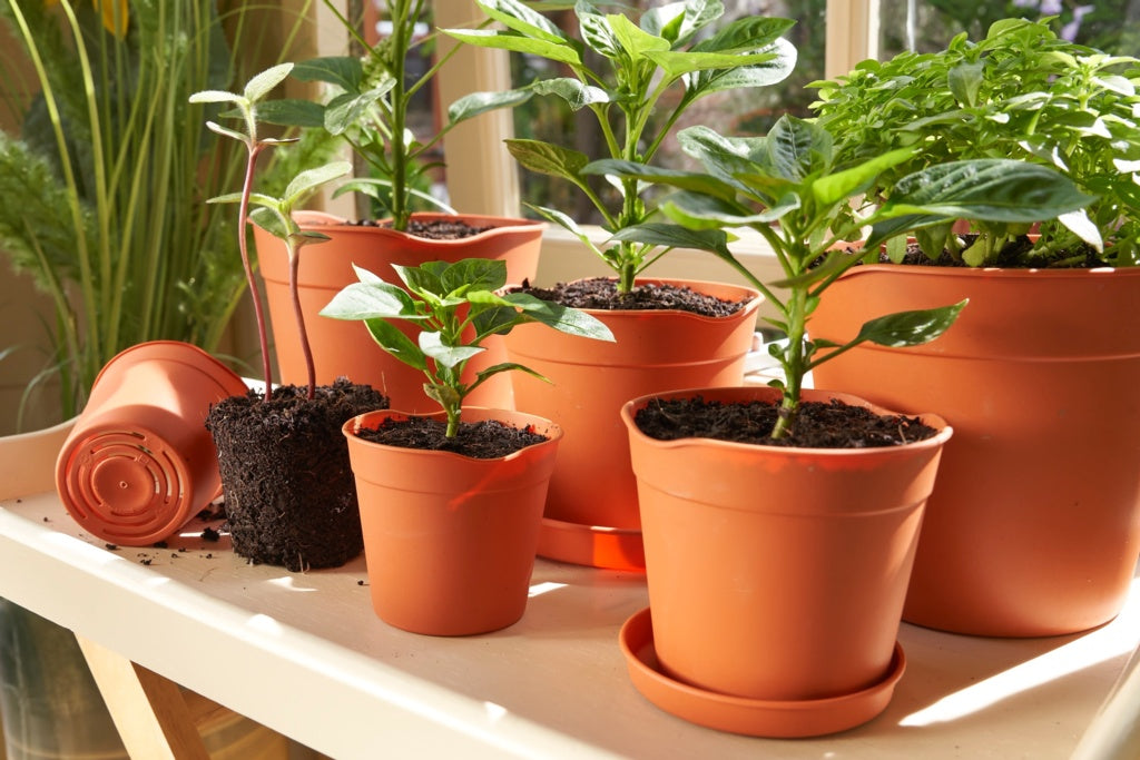 Clever Pots Easy Release Pot 7.6cm