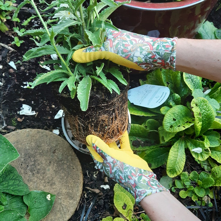 Town & Country Ladies Chilli Gloves