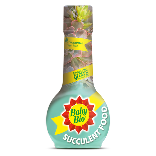 Succulent Plant Feed