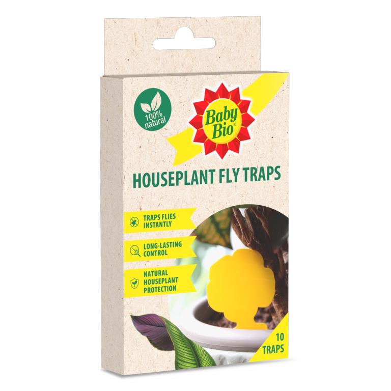Houseplant Fly Traps