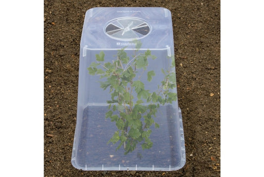Square Cloche Cover