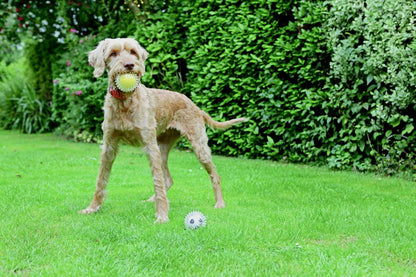 ROSEWOOD Catch & Play Tennis Ball