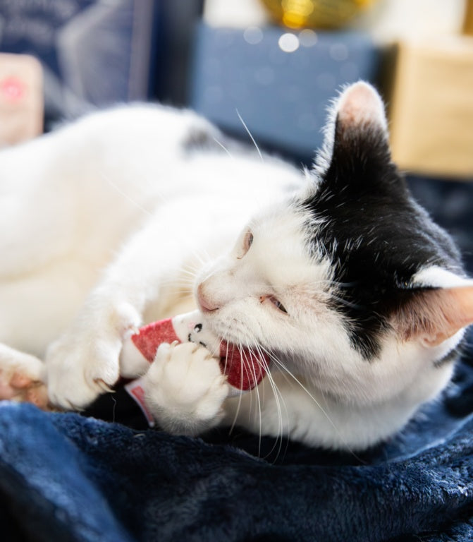 Rosewood Cupid & Comet Christmas Dinner Cat Stocking