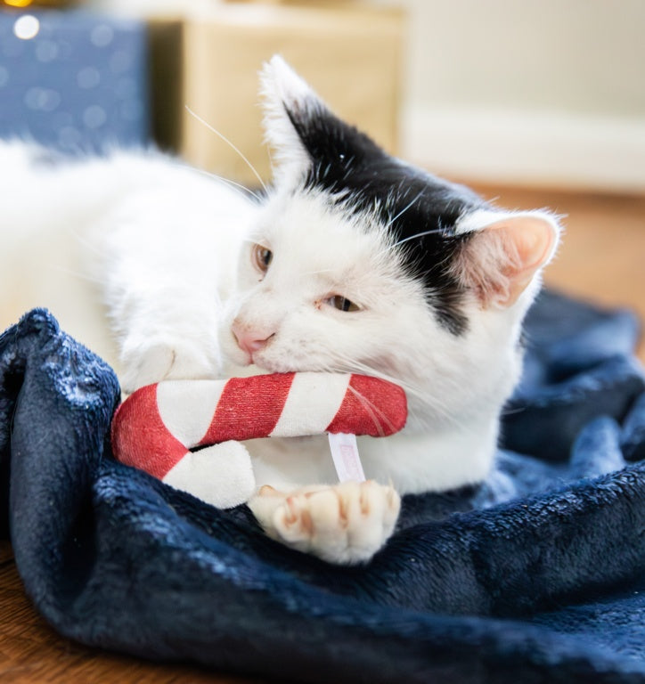 Rosewood Cupid & Comet Christmas Dinner Cat Stocking