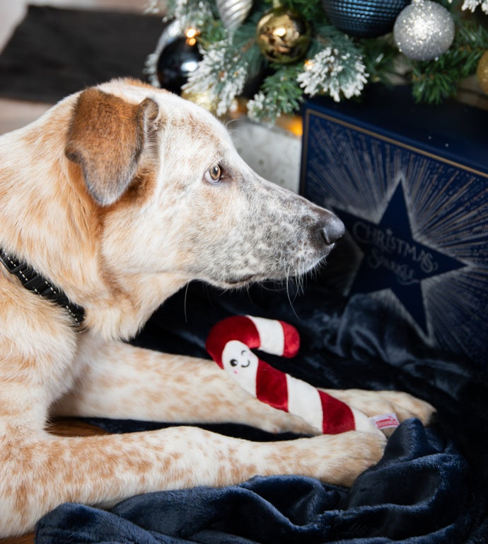 Rosewood Cupid & Comet Christmas Dinner Dog Stocking