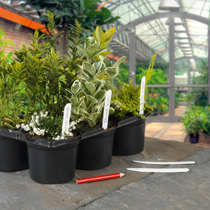 Ambassador Plant Labels & Pencil